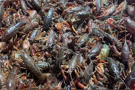 100元能买到3公斤小龙虾 昆明迎来“黄金”吃虾季图片