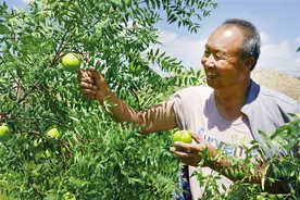 “外来农特产品扎根兰州”系列报道 皋兰县文冠果种植保了生态富了口袋图片