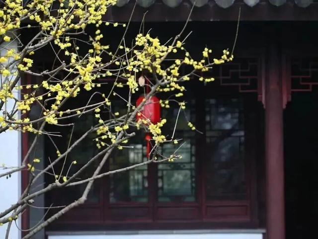 正是打卡的好时候！这份申城赏蜡梅地图请收藏→