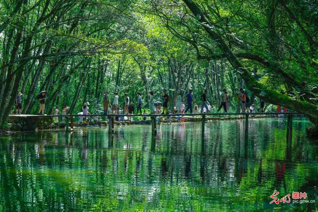 古村落风景旖旎枫杨叠翠