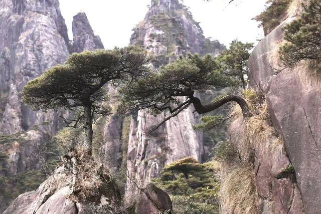 10分钟直线穿越，三清山港首索道这条“捷径”太香了