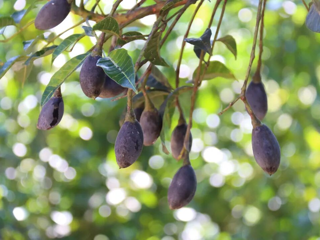 看全运，游乡村！超全攻略宝藏地图上线！