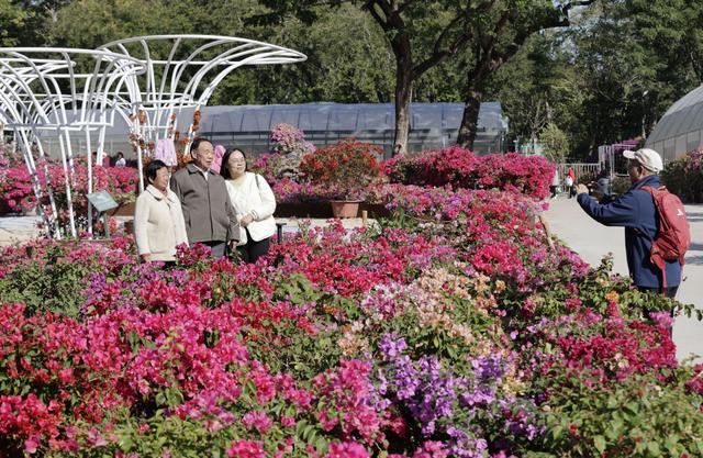 图集｜莲花山公园紫陌园簕杜鹃盛放