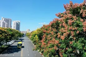 栾树花开！在巢湖邂逅一场盛大的秋天图片