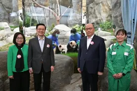 港产大熊猫宝宝即将公开亮相：从蹒跚学步到爬树高手仅用半年图片