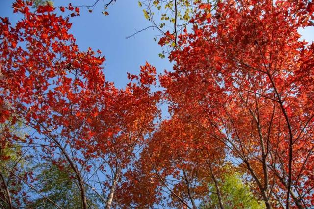 梯田、银杏、枫叶……跟着广东旅游文化节打卡清远“限定”美景