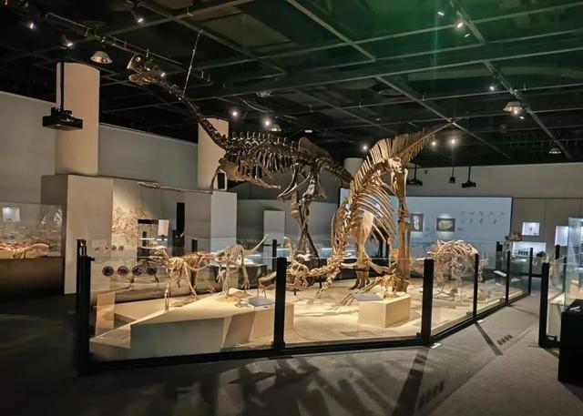 @所有老师 教师节献礼！上海自然博物馆邀您免费看恐龙展！