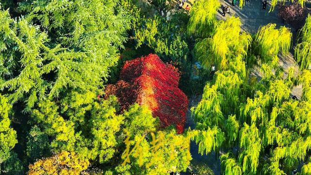 趵突泉公园开启变色模式，层林浸染触摸诗情画意