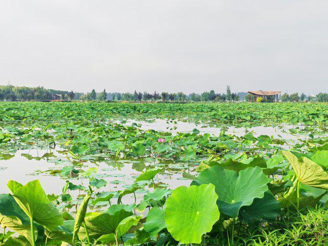 【云新发布】曲靖诚邀四海宾朋赴珠江源头乐享19.7℃的夏天