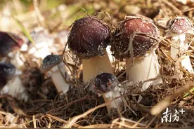 点“壳”成金，激发乡村“新蘑力”！揭东区埔田镇借势竹笋种植红松茸图片