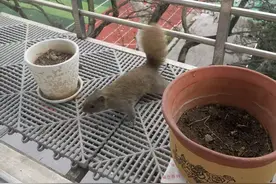 赶么赶不走，抓也没法抓，西湖边老住户愁死：我快被它们搞魔怔了图片