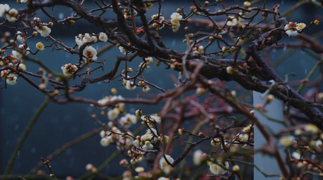 上海市中心超过200株梅花初绽！就在这个免费公园→