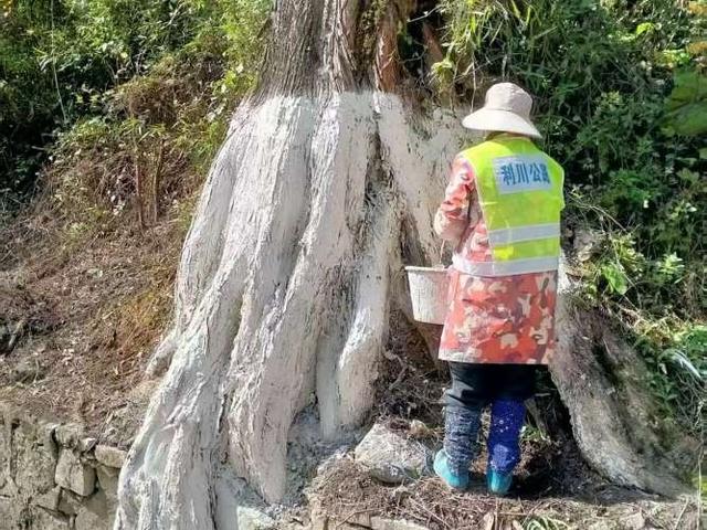 利川水杉长廊披金装 公路人“橙”心守护