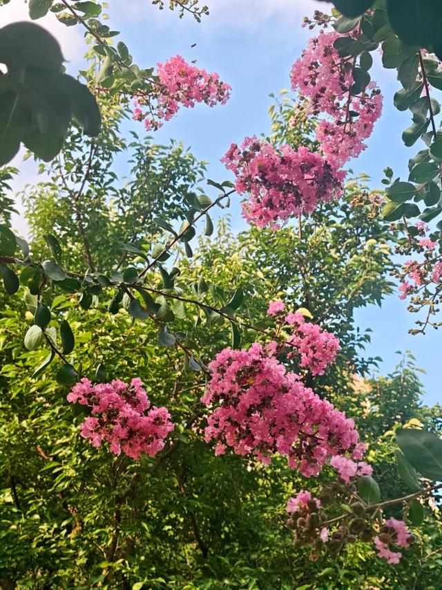 绝绝“紫”！又是被紫薇花硬控的夏天