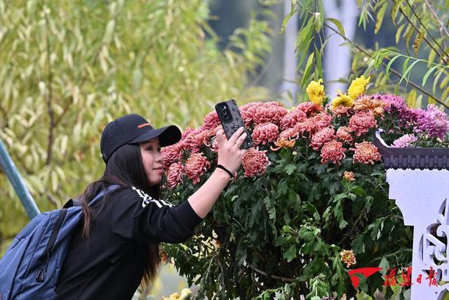 “菊盛金秋·花铸西湖”——福州西湖菊展开幕