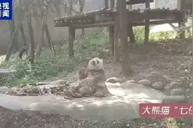 大熊猫“七仔”有新邻居啦！图片