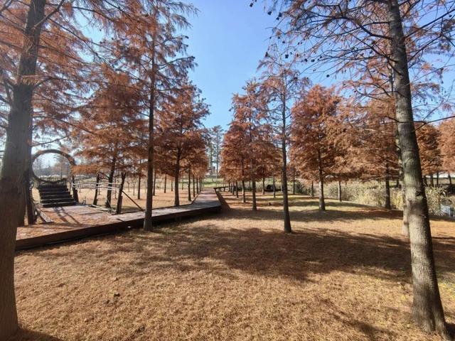 热搜！寒潮收尾！周末最高21℃！来光明东滩源、黄山茶林场兜兜…最低2折特惠！太值了！