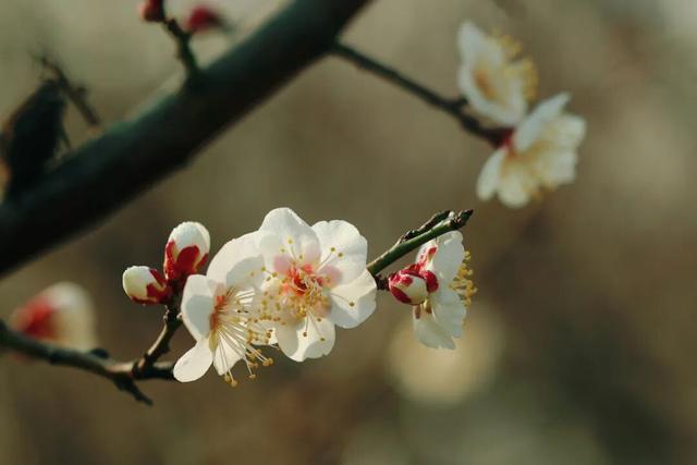 双梅同绽！上海这个公园传来冬日限定芬芳→