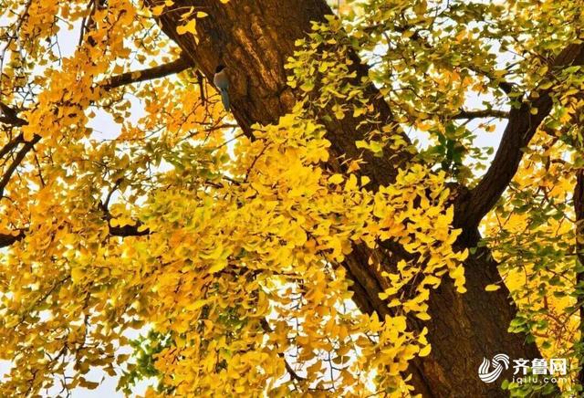 组图丨一大波美图来袭！泰山景区9个赏秋地超出片