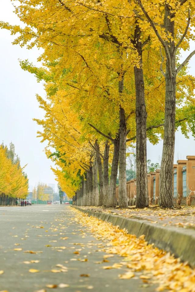 初冬限定上线了！德阳银杏打卡攻略请收好