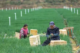 丰都：“新农人+共富农场”助推强村富农图片