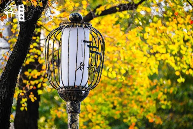 秦淮花事｜乌桕斑斓，半城秋色入画来