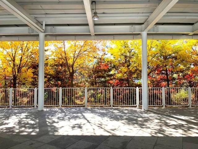 秋意正浓，邂逅浪漫！快来打卡“七站两场”地区的限定秋色