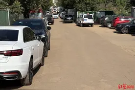 绿道金色麦浪引打卡热潮，明日开镰迎丰收！拍照打卡莫忘文明图片