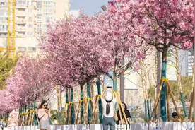 武商梦时代广场前樱花盛放图片