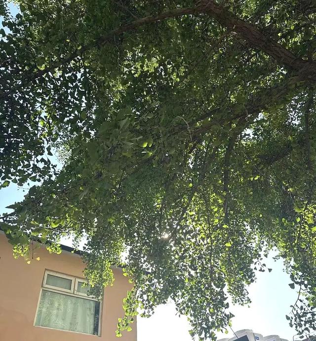 北京古树 家国情怀 国庆古树游线等您来体验