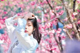 2.8万名游客赏“圆通樱潮”图片