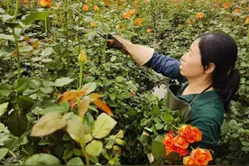 1450万支鲜花的科技生长密码——走进全省最大鲜切花基地，解码科技如何“浇灌”浪漫花田图片