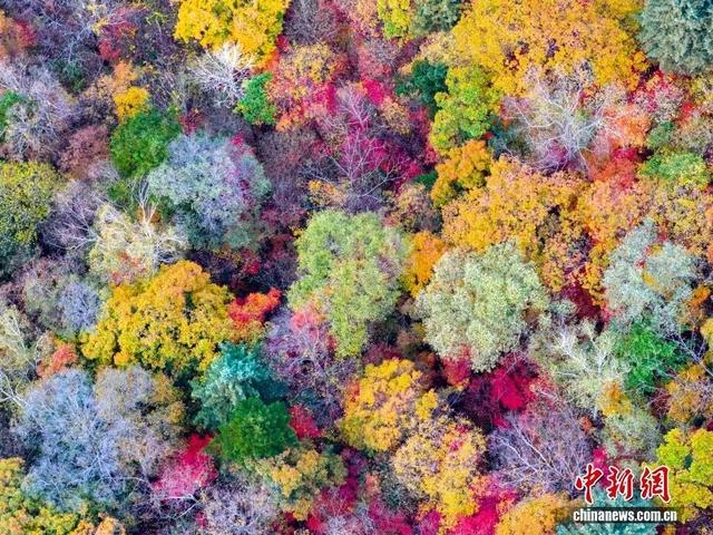 央媒看白山 | 中国新闻网：吉林白山 秋染白山湖风景区 彩林宛如大自然的调色盘