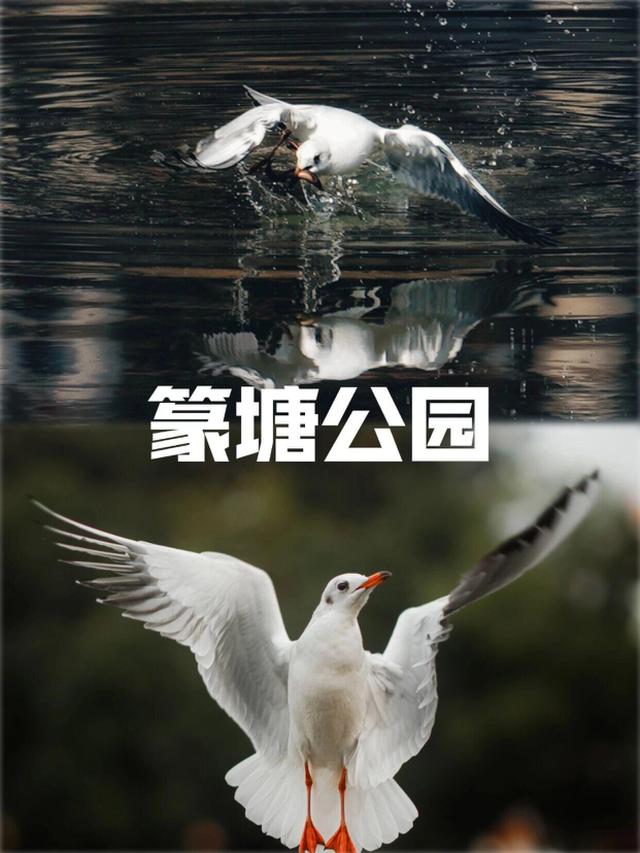 昆明进入红嘴鸥最佳观赏季，周末乘地铁去打卡吧