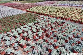 威宁哲觉镇：多肉种植开出致富“金花”图片