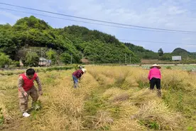 施秉县白垛乡：花香变油香  油菜收割忙图片