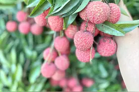 “一天一个价”的荔枝：一公斤2元，“最多维持一周会反弹”图片