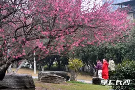 组图丨沙湾公园梅花正盛图片