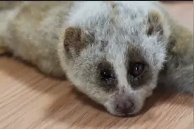 云南德宏民警成功救助一只受伤蜂猴图片