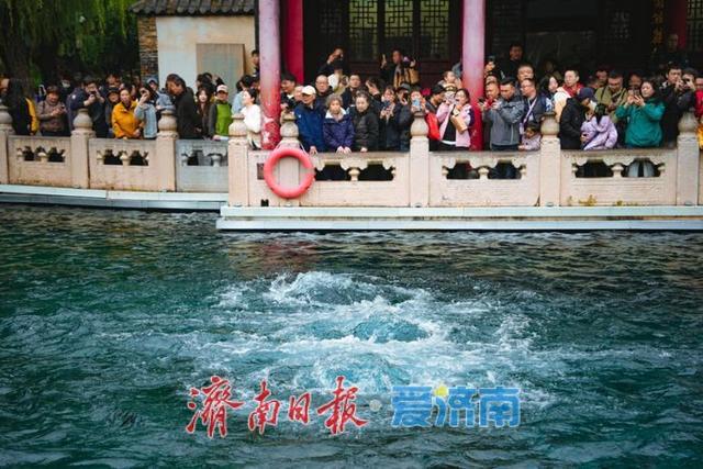 秋日胜景入画来！第46届趵突泉金秋菊展盛装启幕，泉城赏菊盛宴震撼登场