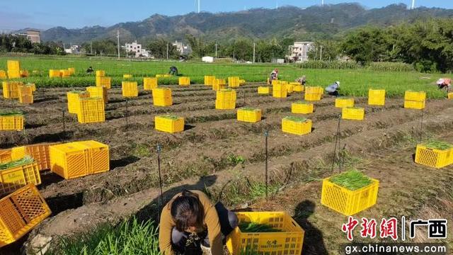 广西北流冬菜产业成为乡村振兴“绿色引擎”​