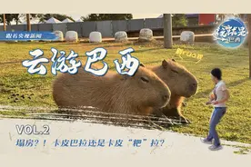 这就是巴西丨跑不赢 不能rua 你竟是这样的卡皮“粑”拉！图片