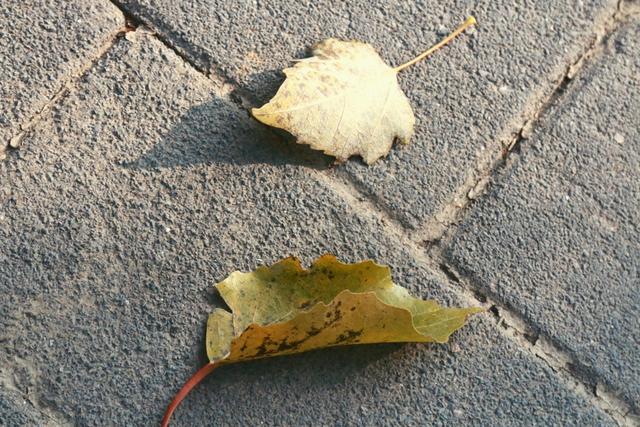 植物园不止失去一个秋天