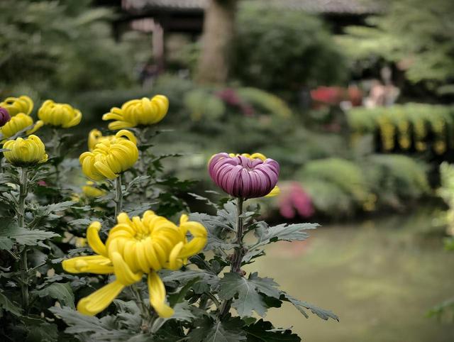 晚潮｜满城的桂花又香了