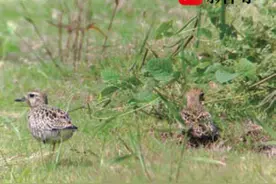 国家二级保护动物金斑鸻现身常州金坛图片