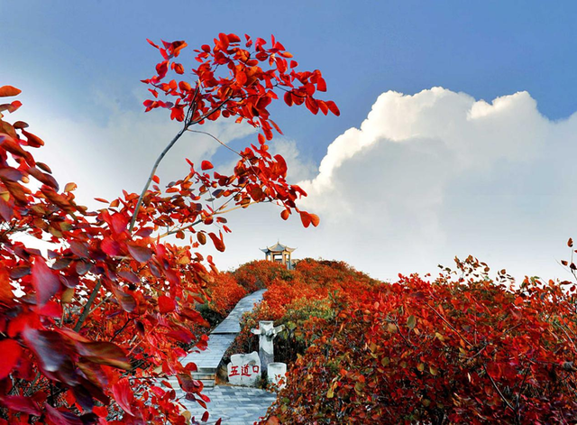 重阳登高赏红叶！这座山被河南交通广播听众的热情点燃！