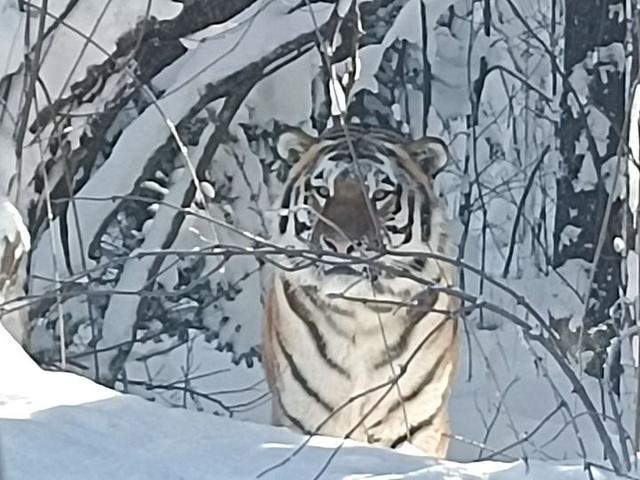 践行“两山”理念 守护东北“水塔”——解码美丽中国的“长白山名片”