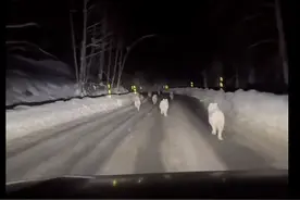 新疆游客拍到公路上狼群逐鹿，景区：狼群平时在山里，一般不攻击人类图片