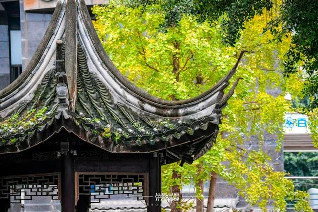 泸州银杏黄了！这些地方进入最佳观赏期