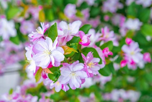 樱花桃花杏花……傻傻分不清？秒变识花高手，请点这里→